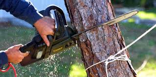 Best Tree and Shrub Care  in Gosport, IN