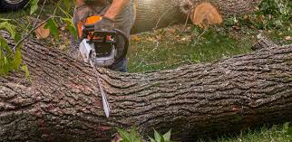 Best Storm Damage Tree Cleanup  in Gosport, IN