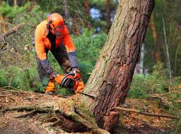 Tree and Shrub Care in Gosport, IN