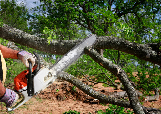 Best Stump Grinding and Removal  in Gosport, IN